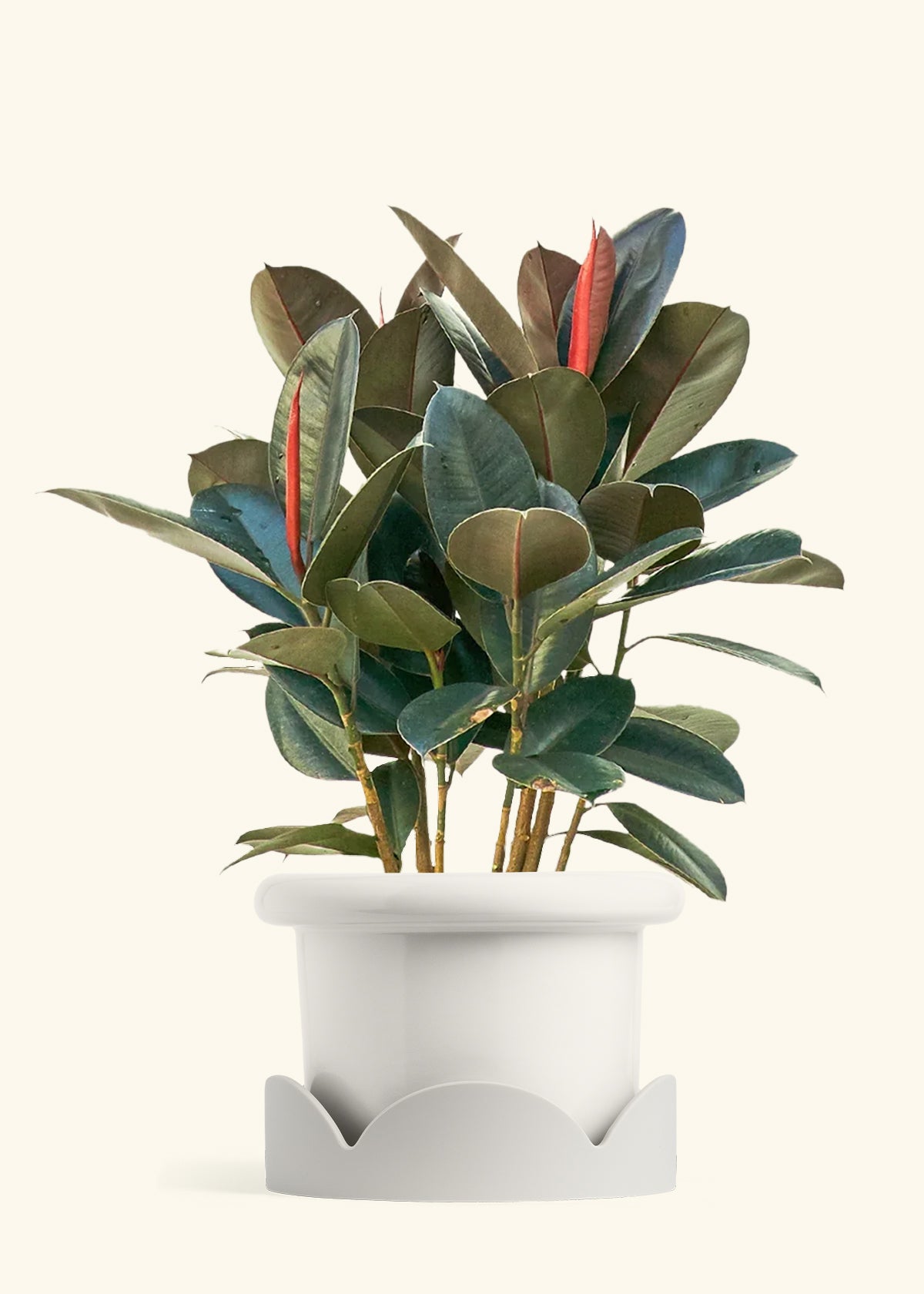 Rubber Tree Burgundy in a 10 inches Fat Lip White Planter in a Oat Petal Drip Tray