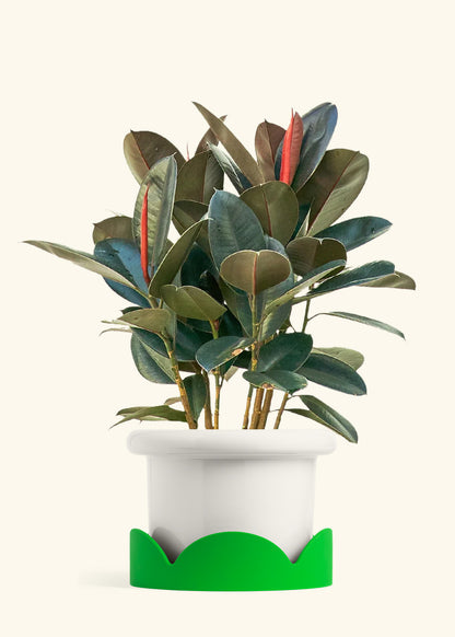 Rubber Tree Burgundy in a 10 inches Fat Lip White Planter in a Shamrock Petal Drip Tray