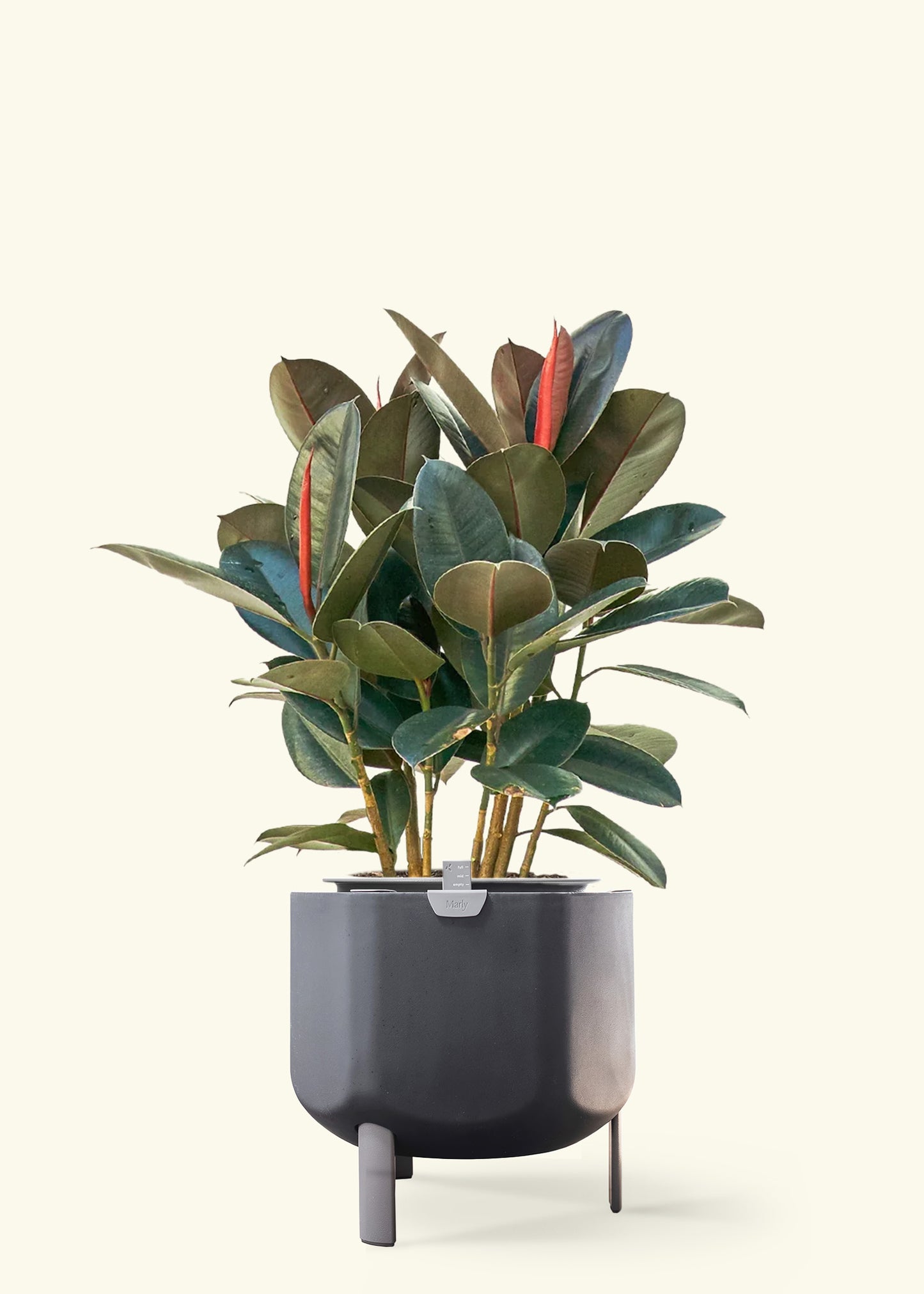 Rubber Tree 'Burgundy' in a 10 inches charcoal self watering pot