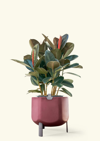 Rubber Tree 'Burgundy' in a 10 inches terracotta self watering pot