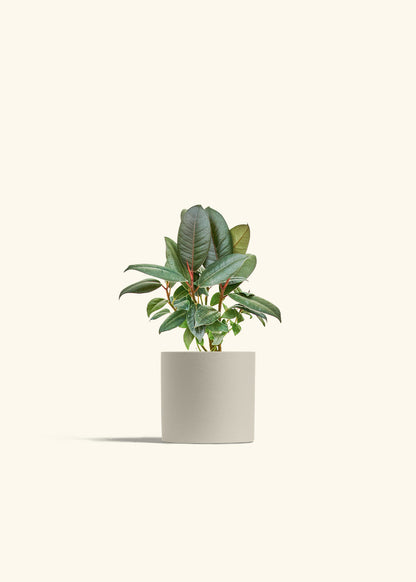 Rubber Tree Burgundy in a 4 inches Oat Classic Cylinder Planter 