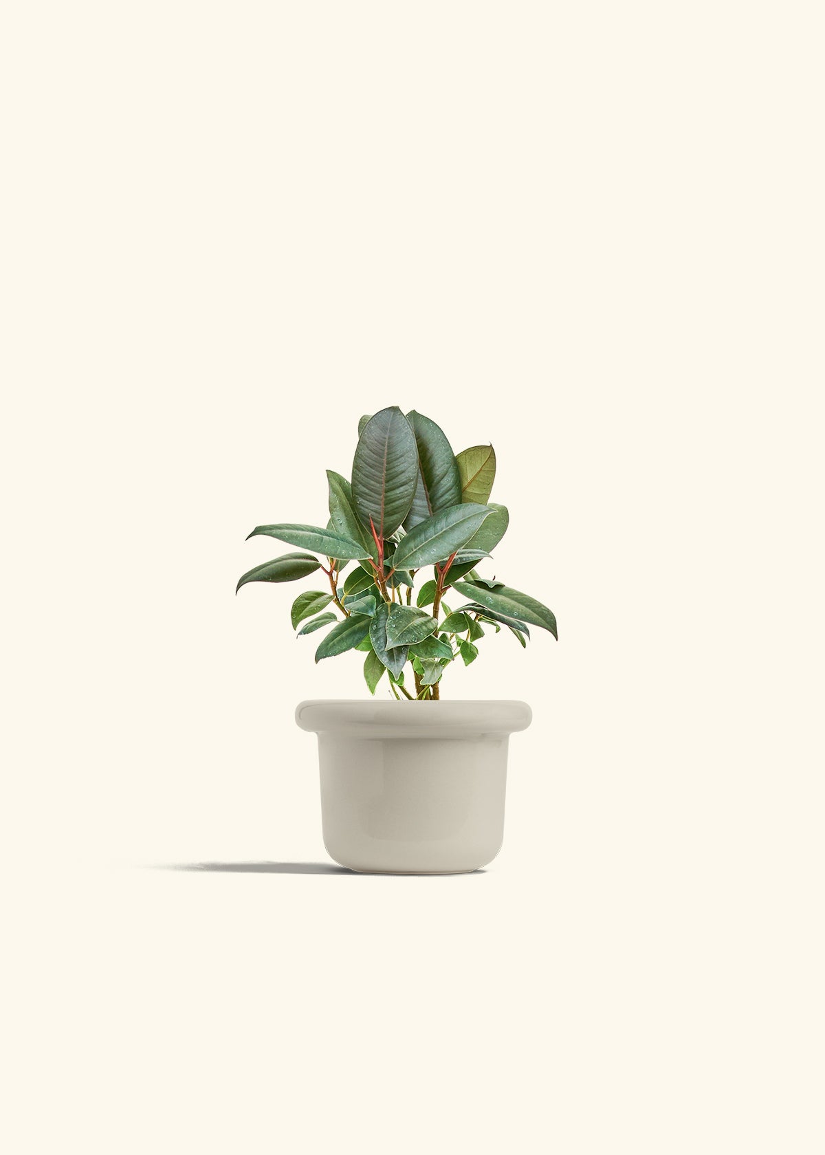 Rubber Tree Burgundy in a 4 inches Fat Lip Oat Planter 