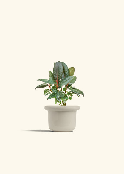 Rubber Tree Burgundy in a 4 inches Fat Lip Oat Planter 