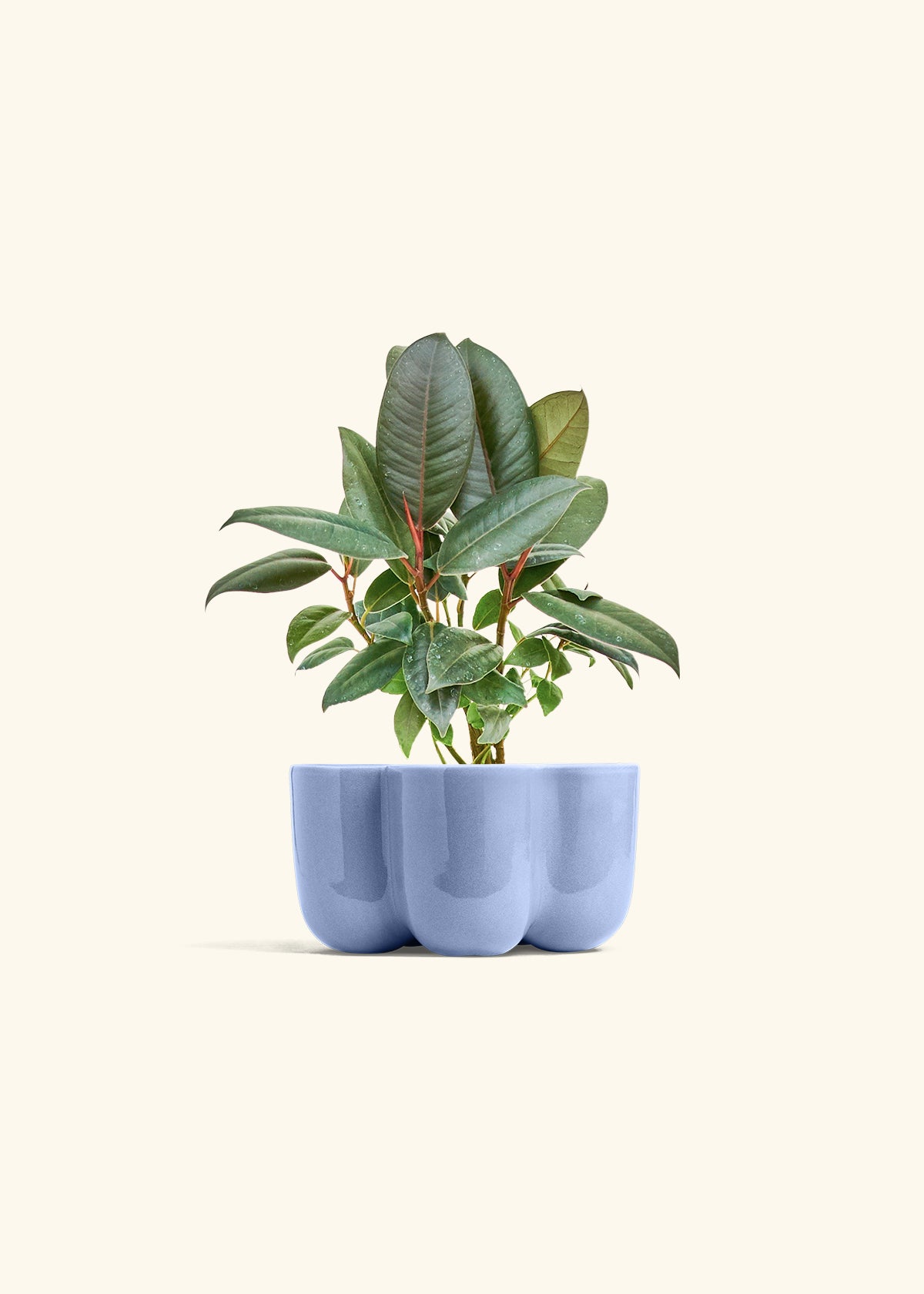 Rubber Tree Burgundy in a 4 inches in a Blue Petal Planter