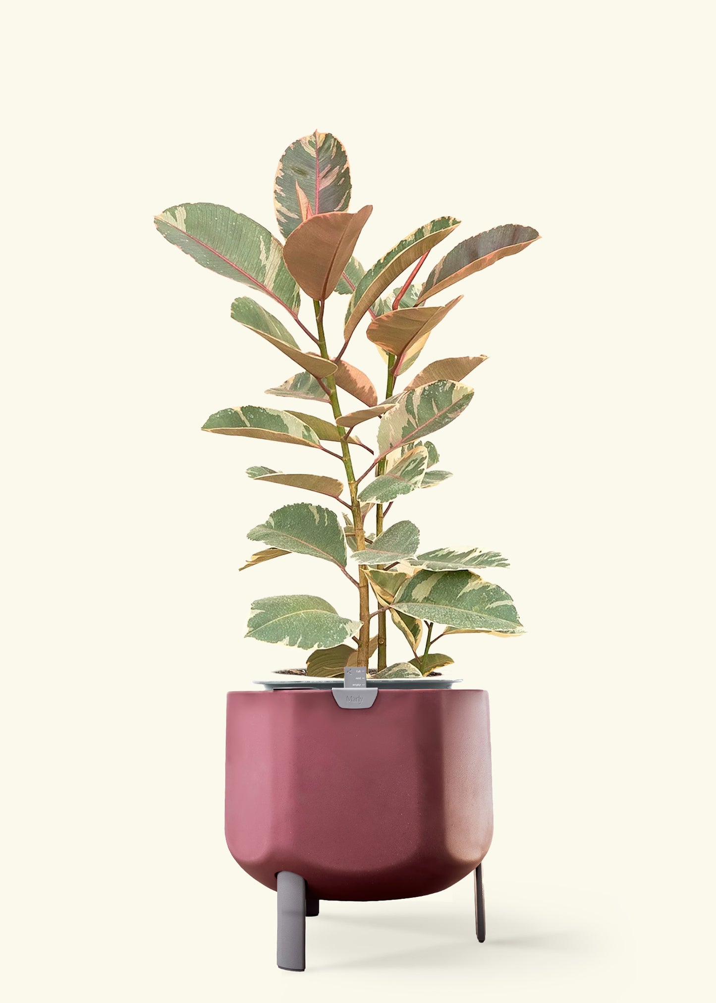 Ruby Rubber Tree in a 10 inches terracotta self watering pot