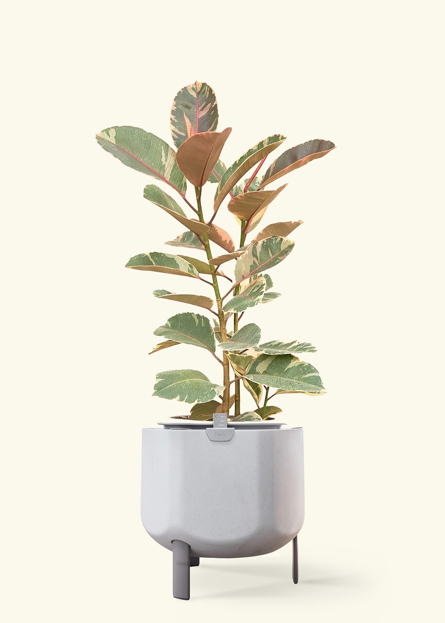 Ruby Rubber Tree in a 10 inches stone self watering pot