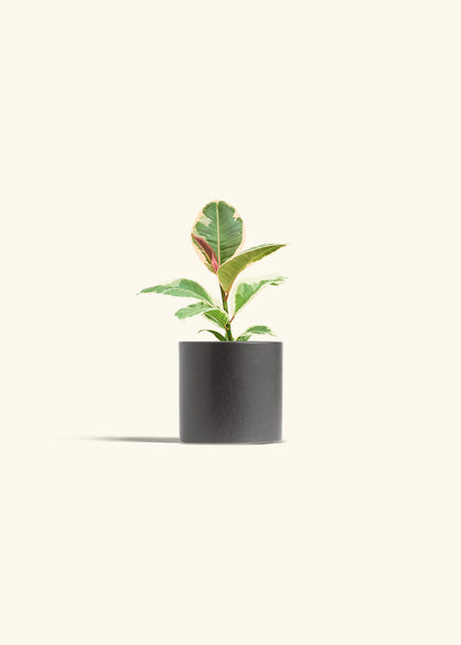 Ruby Rubber Tree in a 4 inches Charcoal Classic Cylinder Planter 