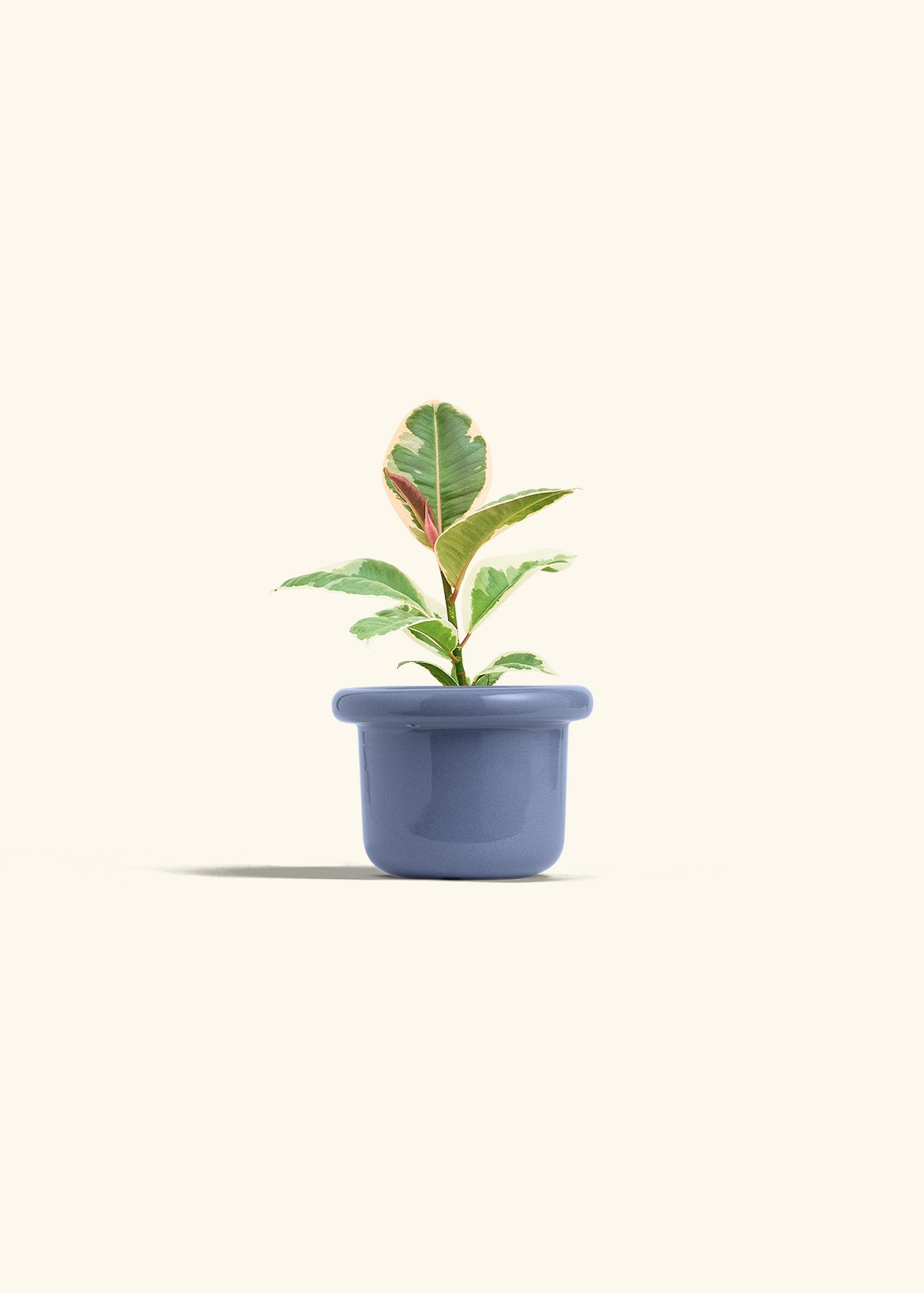 Ruby Rubber Tree in a 4 inches Fat Lip Blue Planter 