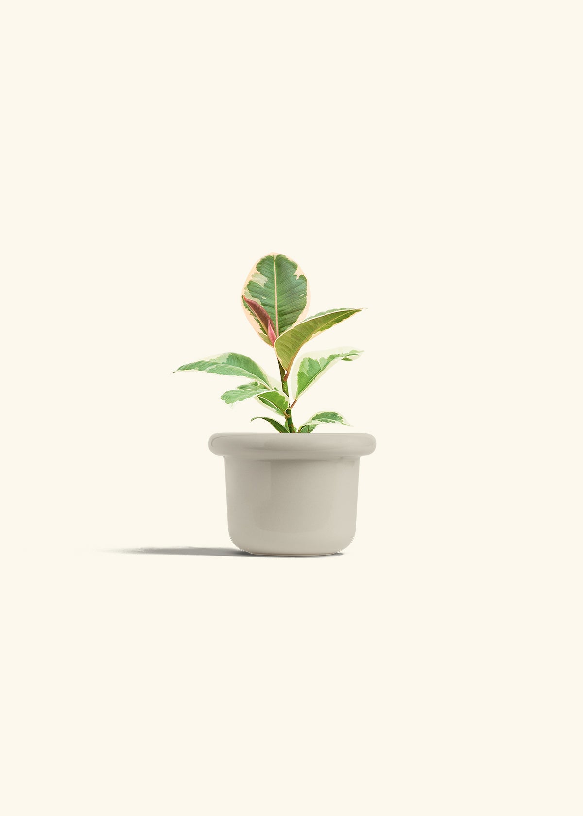Ruby Rubber Tree in a 4 inches Fat Lip Oat Planter 