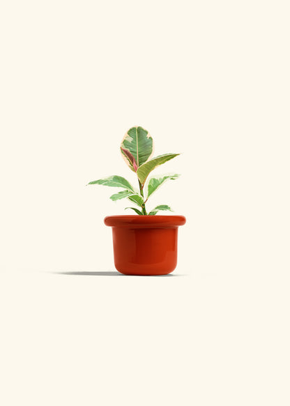 Ruby Rubber Tree in a 4 inches Fat Lip Red Planter 
