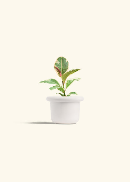 Ruby Rubber Tree in a 4 inches Fat Lip White Planter 
