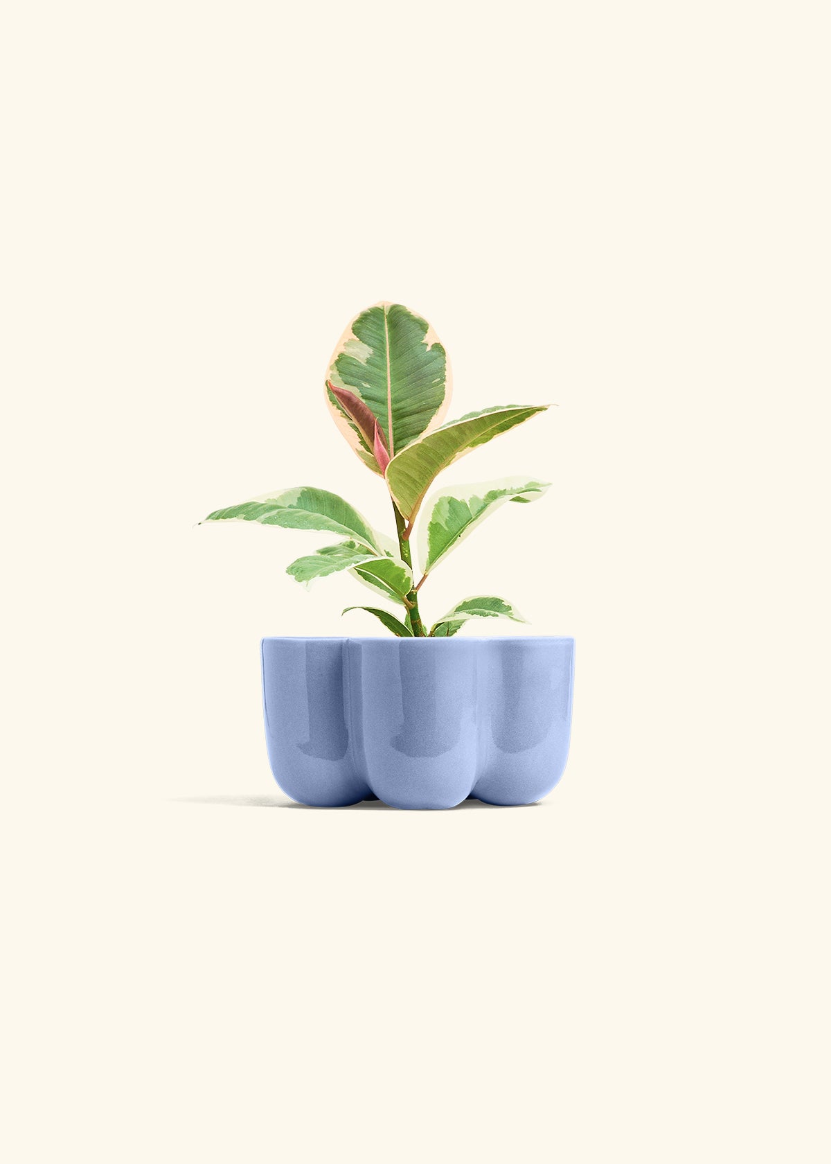 Ruby Rubber Tree in a 4 inches in a Blue Petal Planter