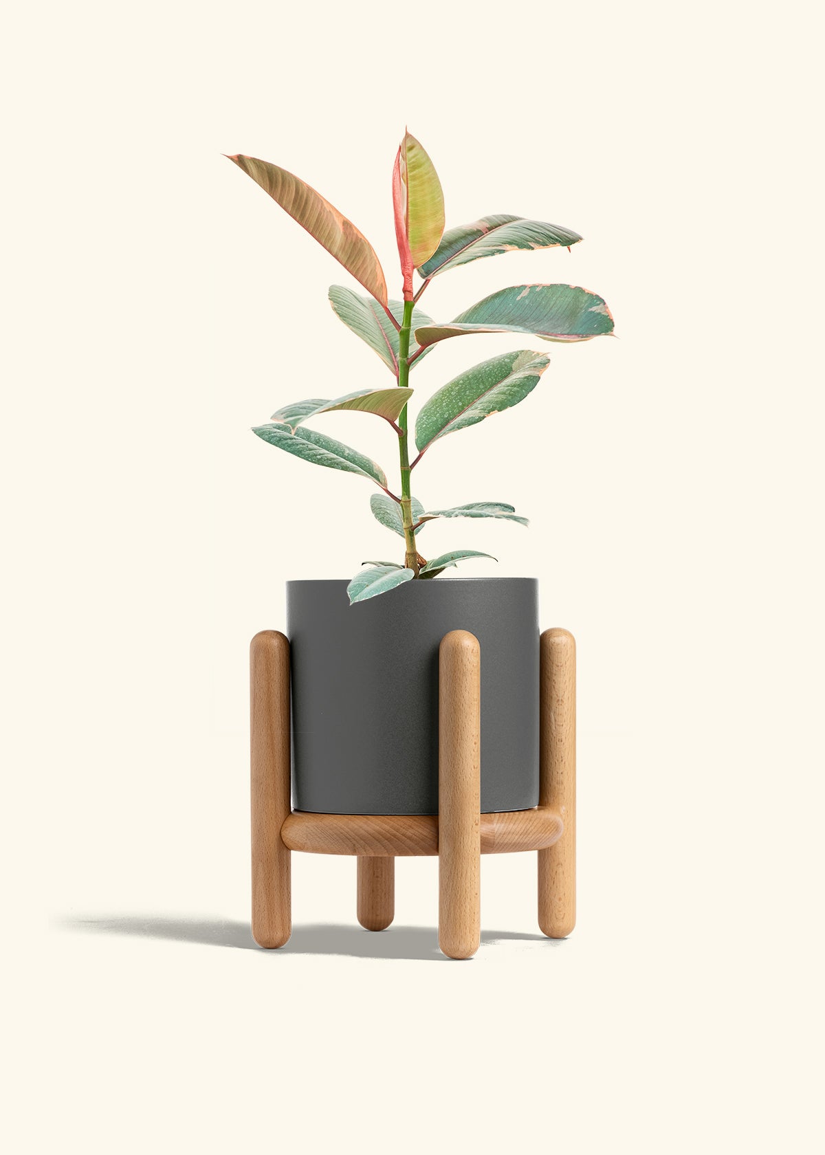 Ruby Rubber Tree in a 6 inches Charcoal Classic Cylinder Planter in a Beech Wood Stand