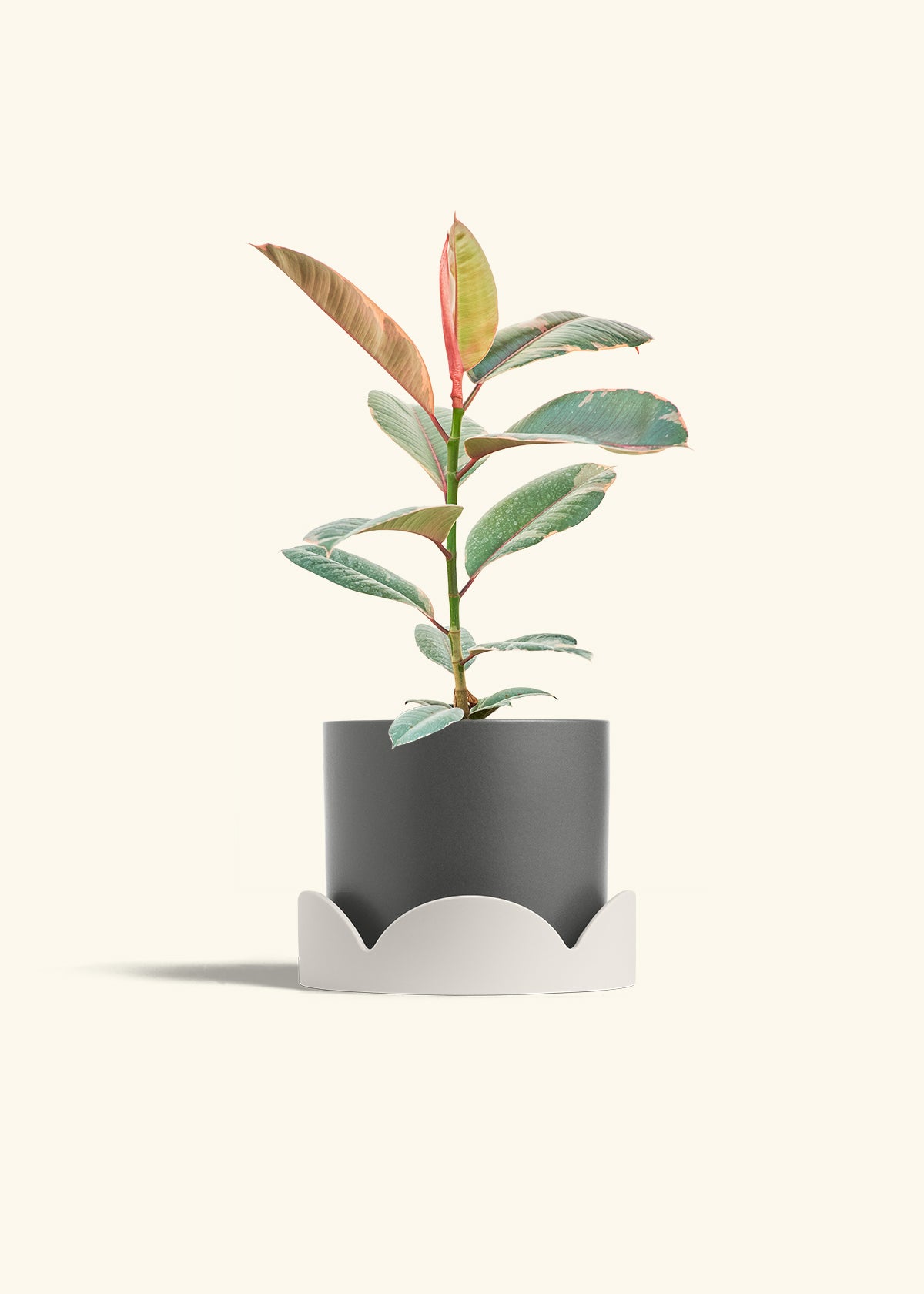 Ruby Rubber Tree in a 6 inches Charcoal Classic Cylinder Planter in a Oat Petal Drip Tray
