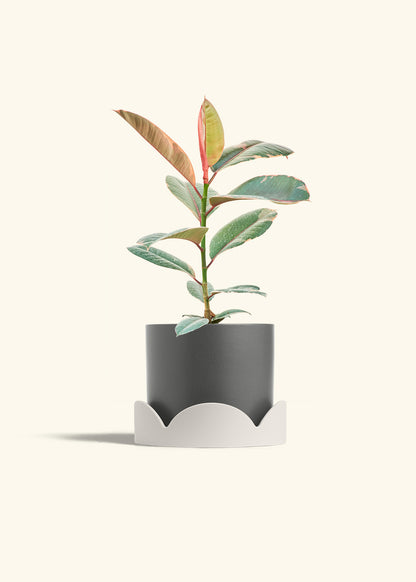 Ruby Rubber Tree in a 6 inches Charcoal Classic Cylinder Planter in a Oat Petal Drip Tray