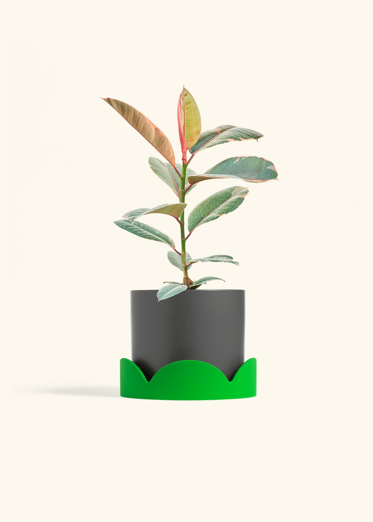 Ruby Rubber Tree in a 6 inches Charcoal Classic Cylinder Planter in a Shamrock Petal Drip Tray