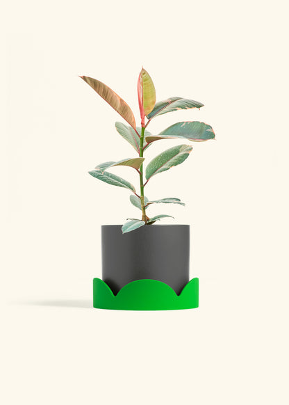 Ruby Rubber Tree in a 6 inches Charcoal Classic Cylinder Planter in a Shamrock Petal Drip Tray