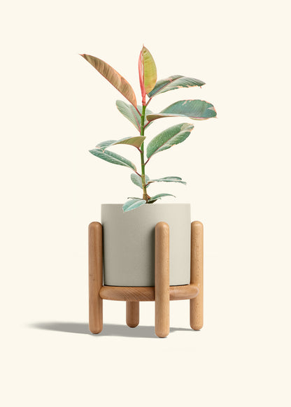 Ruby Rubber Tree in a 6 inches Oat Classic Cylinder Planter in a Beech Wood Stand