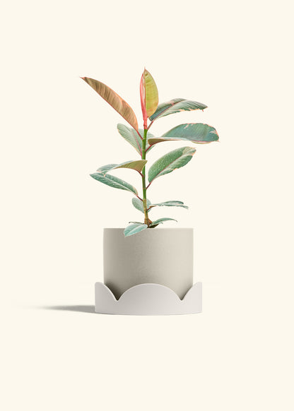 Ruby Rubber Tree in a 6 inches Oat Classic Cylinder Planter in a Oat Petal Drip Tray