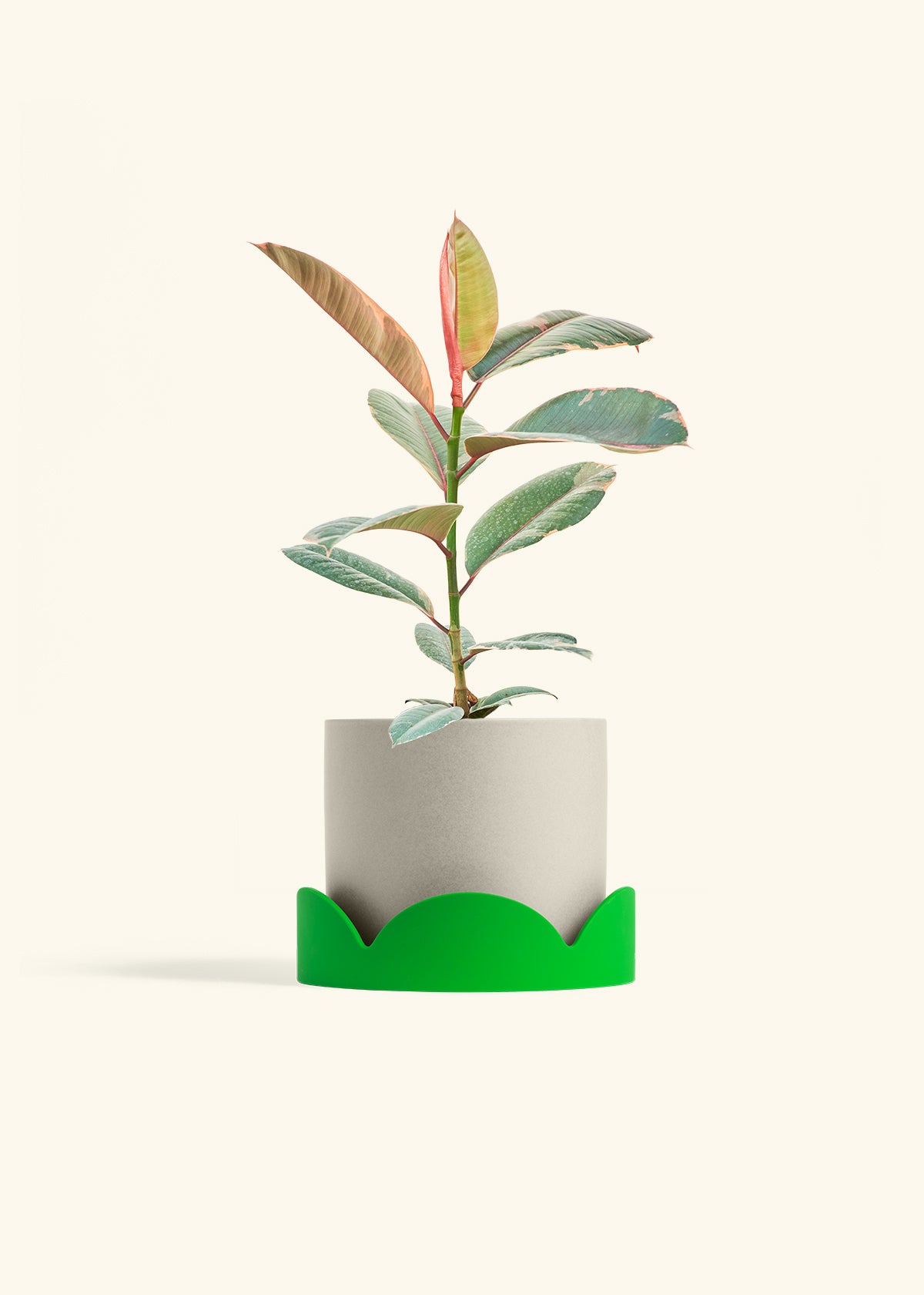 Ruby Rubber Tree in a 6 inches Oat Classic Cylinder Planter in a Shamrock Petal Drip Tray
