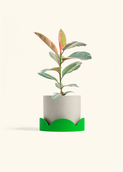 Ruby Rubber Tree in a 6 inches Oat Classic Cylinder Planter in a Shamrock Petal Drip Tray