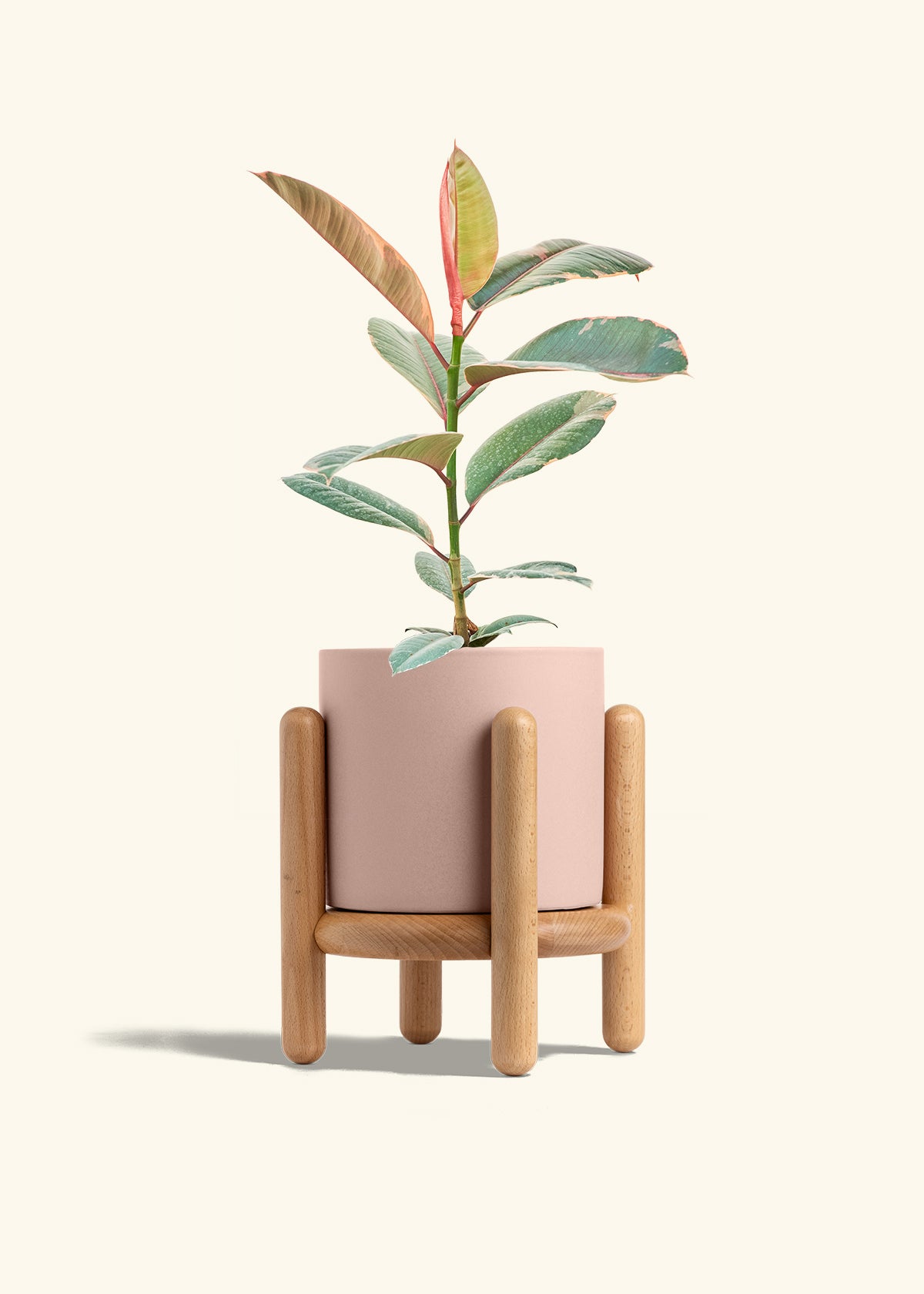 Ruby Rubber Tree in a 6 inches Pink Classic Cylinder Planter in a Beech Wood Stand