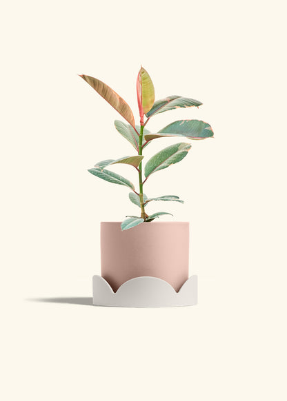 Ruby Rubber Tree in a 6 inches Pink Classic Cylinder Planter in a Oat Petal Drip Tray
