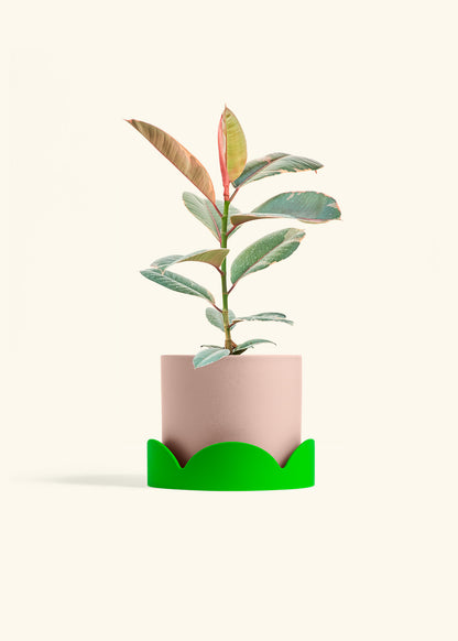 Ruby Rubber Tree in a 6 inches Pink Classic Cylinder Planter in a Shamrock Petal Drip Tray
