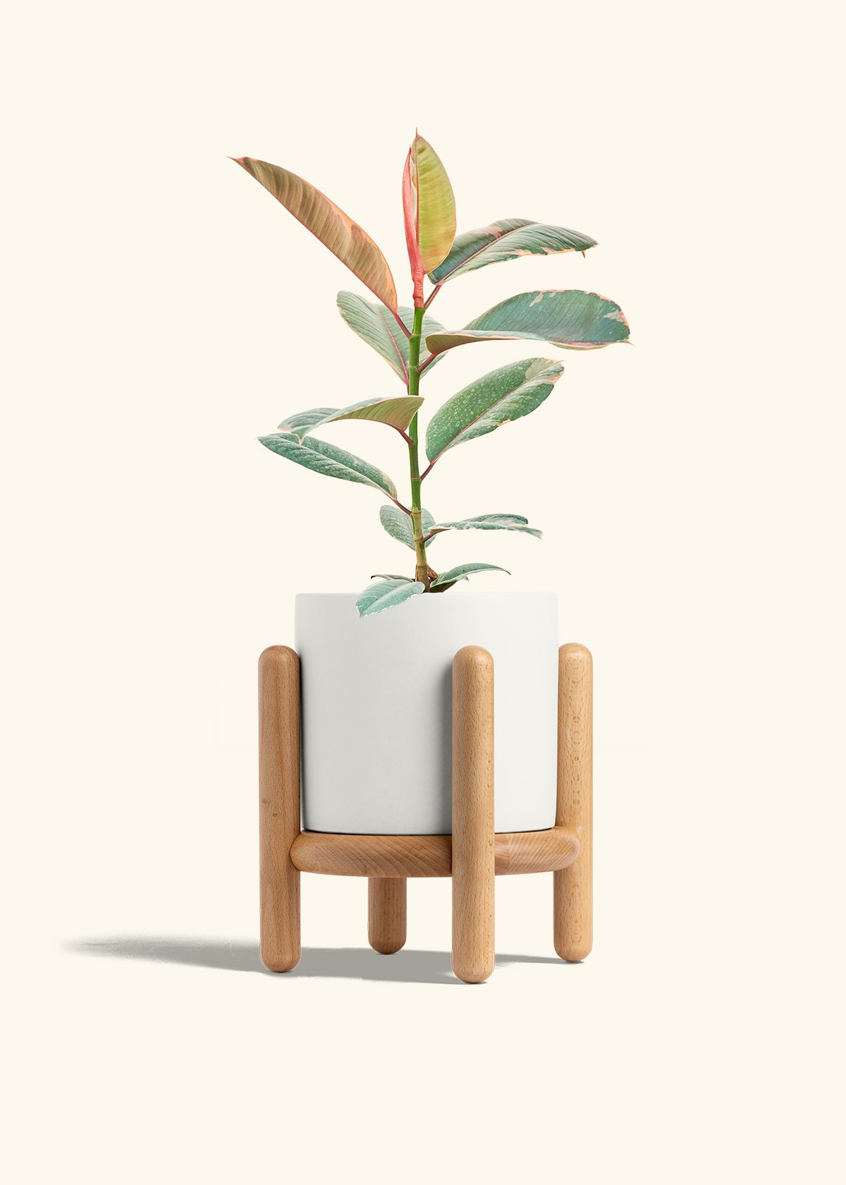 Ruby Rubber Tree in a 6 inches White Classic Cylinder Planter in a Beech Wood Stand