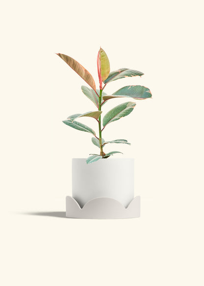 Ruby Rubber Tree in a 6 inches White Classic Cylinder Planter in a Oat Petal Drip Tray