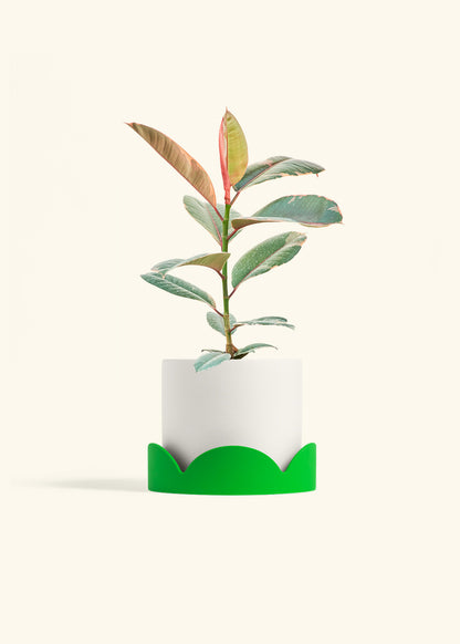Ruby Rubber Tree in a 6 inches White Classic Cylinder Planter in a Shamrock Petal Drip Tray