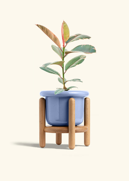 Ruby Rubber Tree in a 6 inches Fat Lip Blue Planter in a Beech Wood Stand