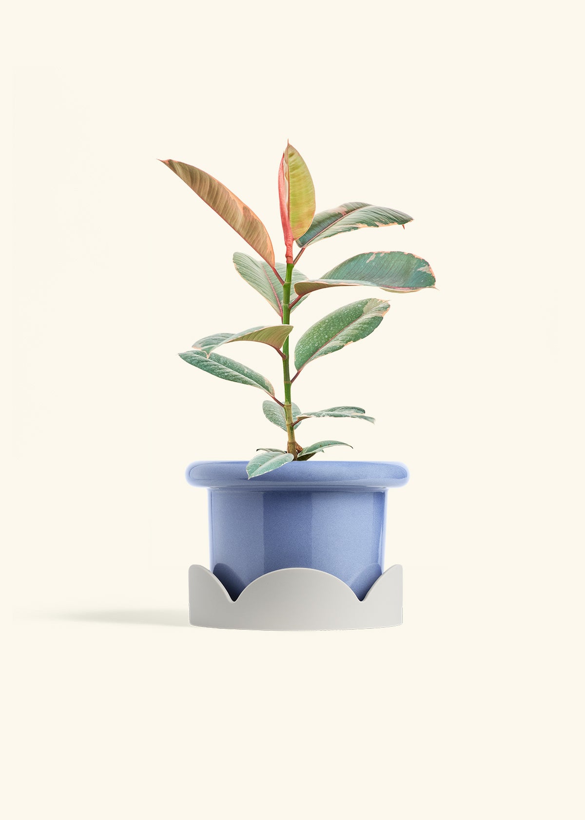 Ruby Rubber Tree in a 6 inches Fat Lip Blue Planter in a Oat Petal Drip Tray