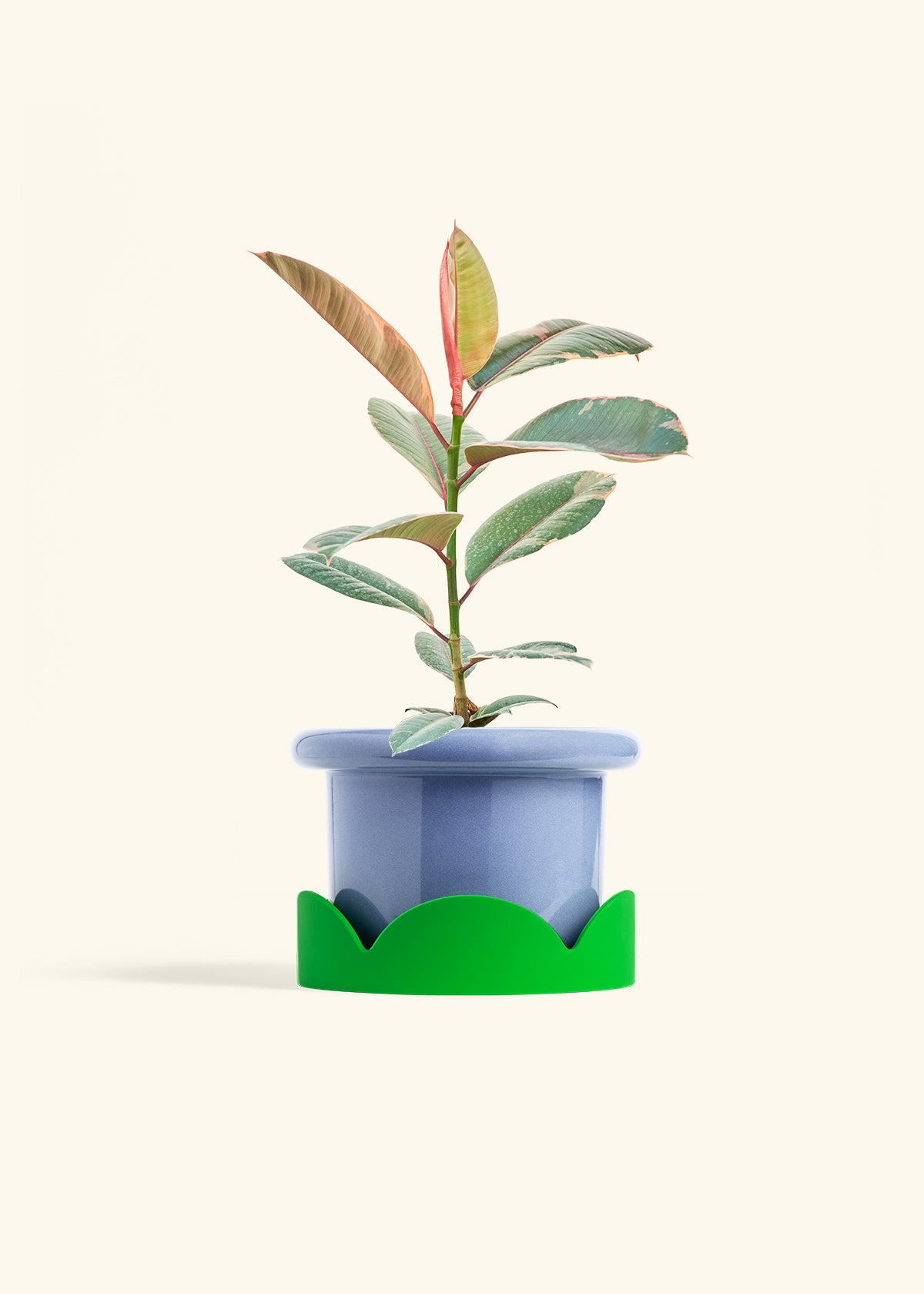 Ruby Rubber Tree in a 6 inches Fat Lip Blue Planter in a Shamrock Petal Drip Tray