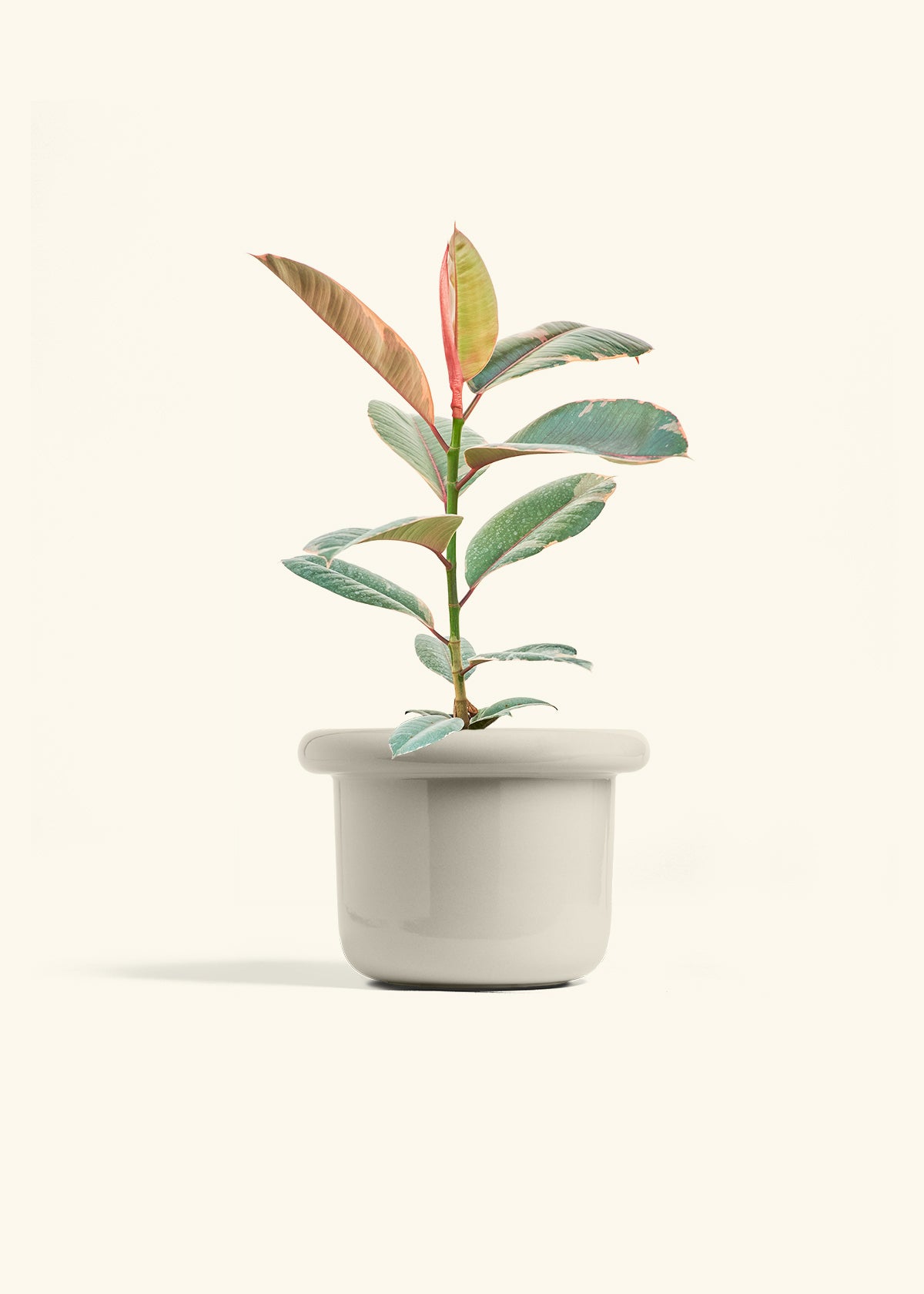 Ruby Rubber Tree in a 6 inches Fat Lip Oat Planter 