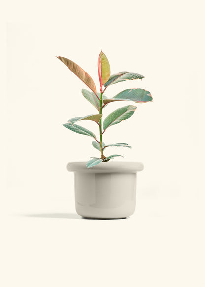 Ruby Rubber Tree in a 6 inches Fat Lip Oat Planter 