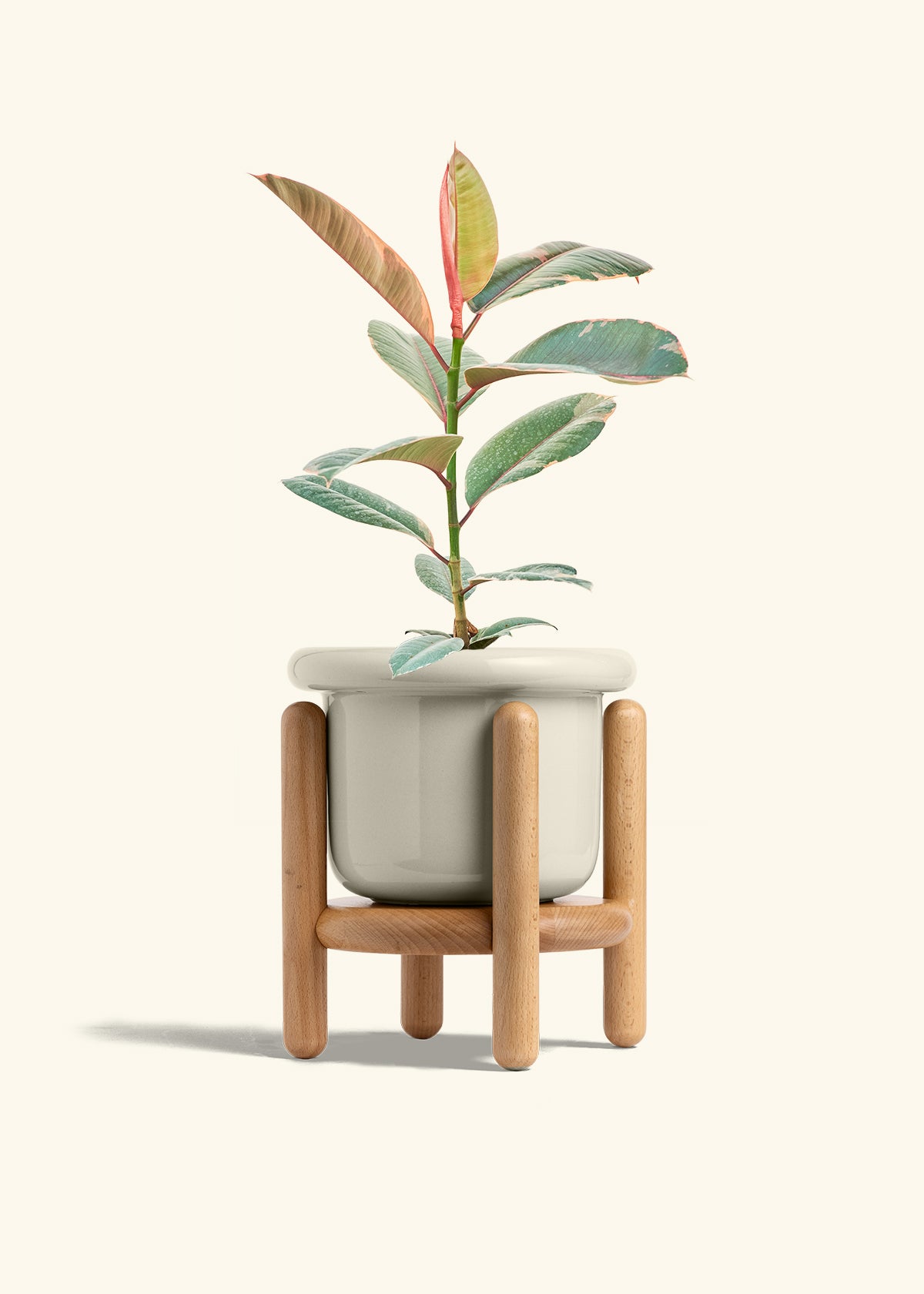 Ruby Rubber Tree in a 6 inches Fat Lip Oat Planter in a Beech Wood Stand