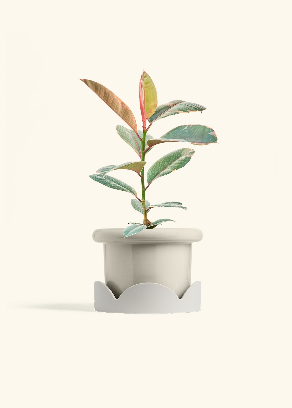Ruby Rubber Tree in a 6 inches Fat Lip Oat Planter in a Oat Petal Drip Tray