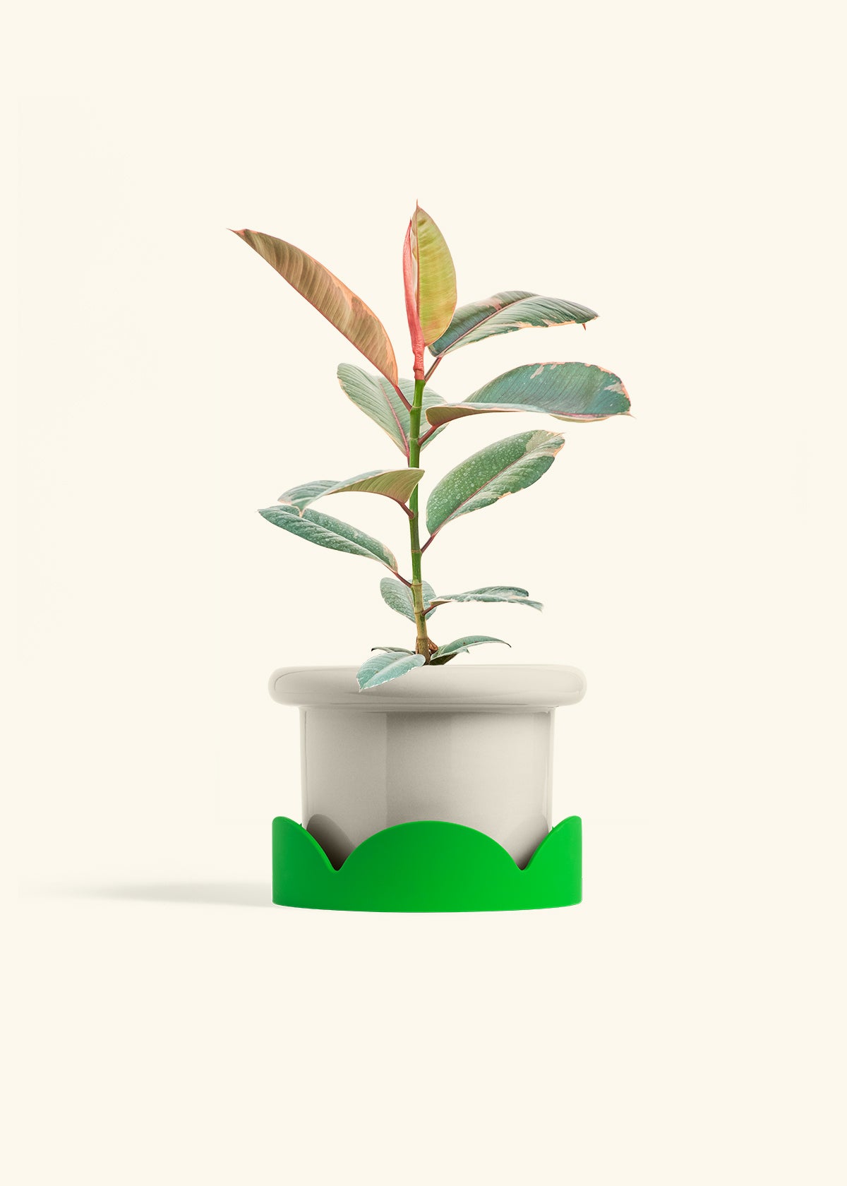 Ruby Rubber Tree in a 6 inches Fat Lip Oat Planter in a Shamrock Petal Drip Tray