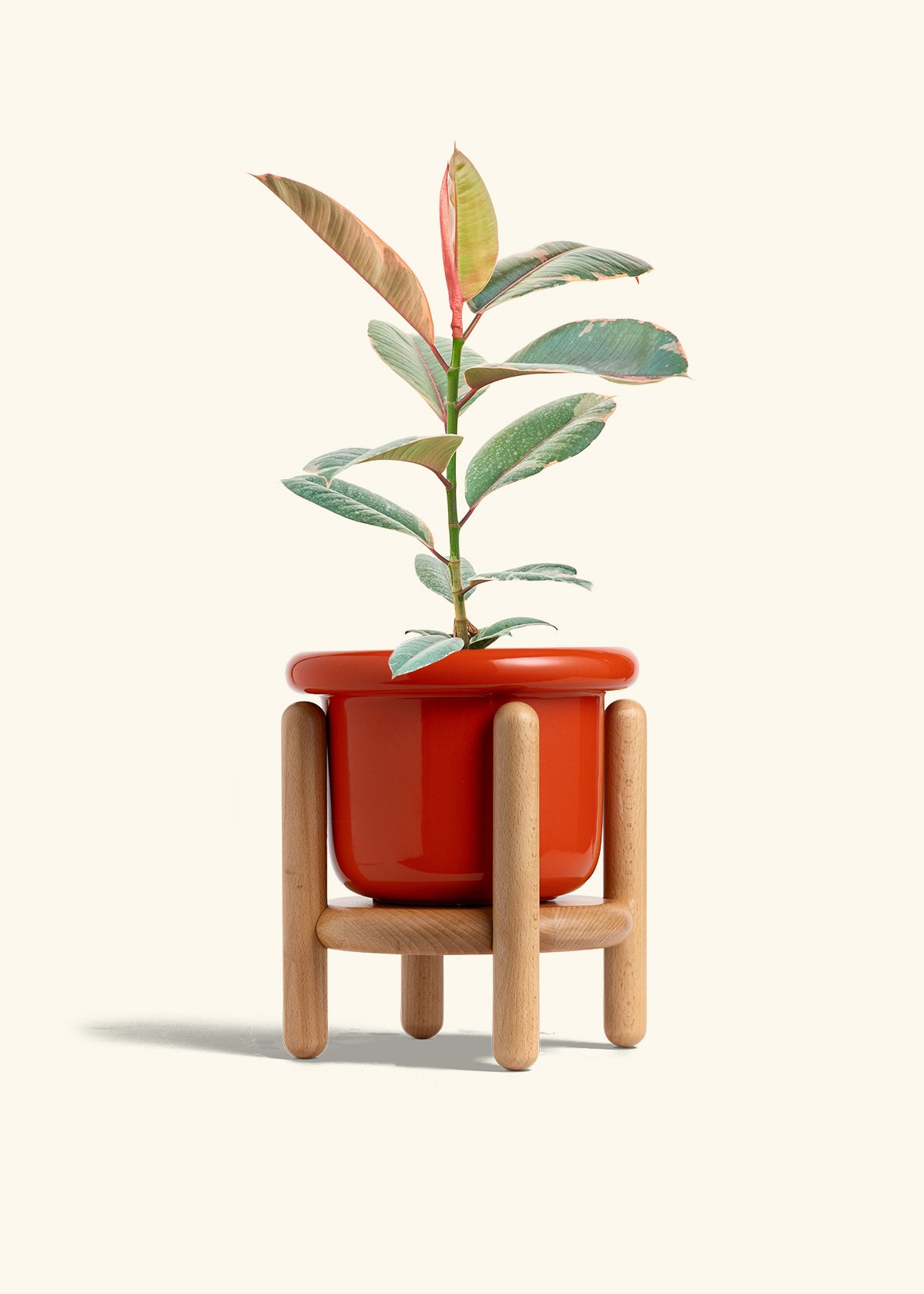 Ruby Rubber Tree in a 6 inches Fat Lip Red Planter in a Beech Wood Stand