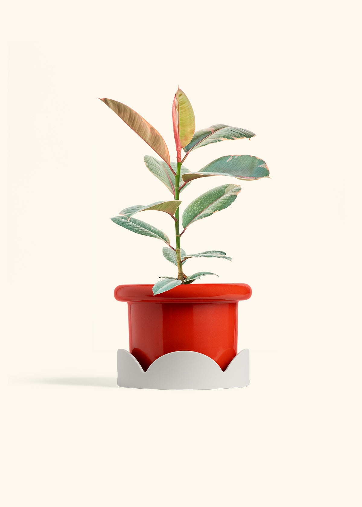 Ruby Rubber Tree in a 6 inches Fat Lip Red Planter in a Oat Petal Drip Tray