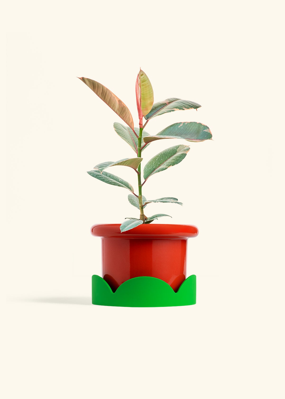 Ruby Rubber Tree in a 6 inches Fat Lip Red Planter in a Shamrock Petal Drip Tray