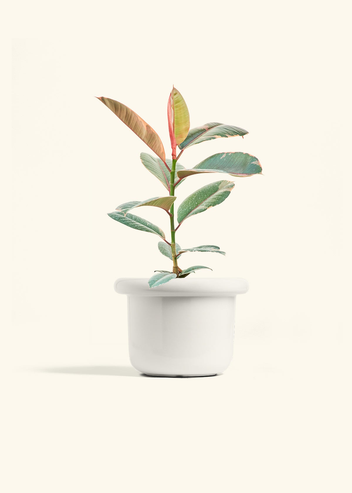 Ruby Rubber Tree in a 6 inches Fat Lip White Planter 