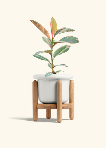 Ruby Rubber Tree in a 6 inches Fat Lip White Planter in a Beech Wood Stand