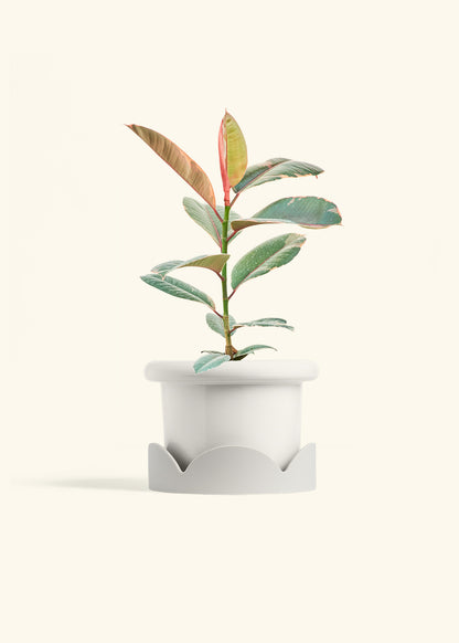 Ruby Rubber Tree in a 6 inches Fat Lip White Planter in a Oat Petal Drip Tray