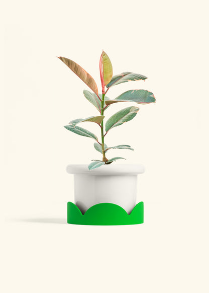 Ruby Rubber Tree in a 6 inches Fat Lip White Planter in a Shamrock Petal Drip Tray
