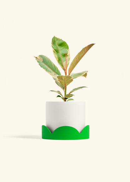 Ficus 'Tineke', Medium