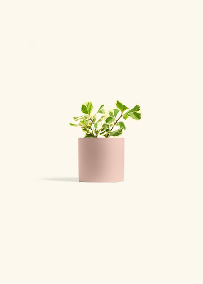 Variegated Triangle Ficus in a 4 inches Pink Classic Cylinder Planter 