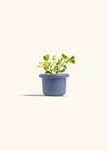 Variegated Triangle Ficus in a 4 inches Fat Lip Blue Planter 