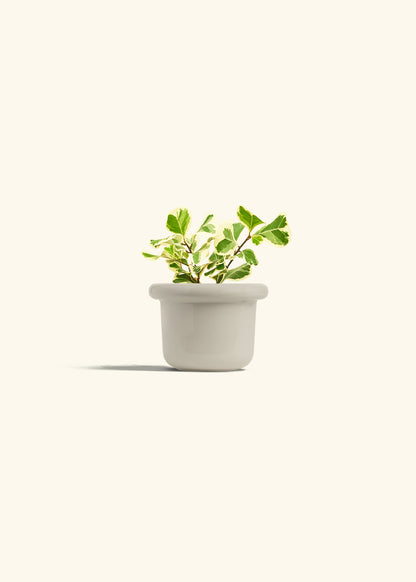 Variegated Triangle Ficus in a 4 inches Fat Lip Oat Planter 